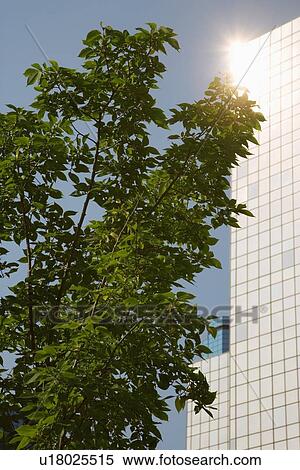 Tree in front of office building View Large Photo Image Stock Photography - Tree in front of office building. Fotosearch
