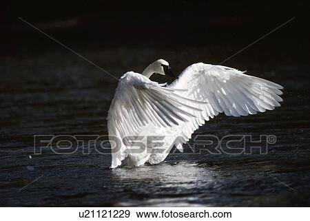 Trumpeter swan landing in water View Large Photo Image Stock Photo - Trumpeter swan landing in water. Fotosearch