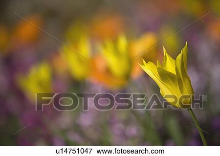 Tulips View Large Photo Image Stock Photo - Tulips. Fotosearch