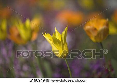 Stock Photo - Tulips. Fotosearch