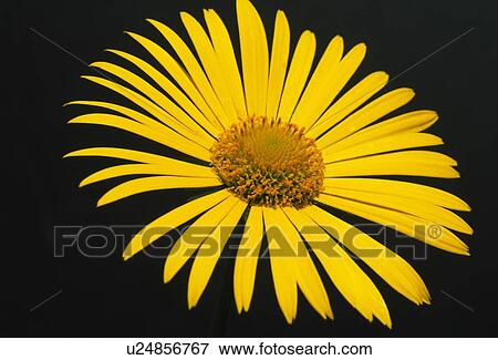 Yellow composite flower in bloom View Large Photo Image Stock Photo - Yellow composite flower in bloom. Fotosearch