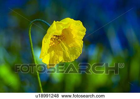 Yellow poppy View Large Photo Image Stock Photo - Yellow poppy. Fotosearch