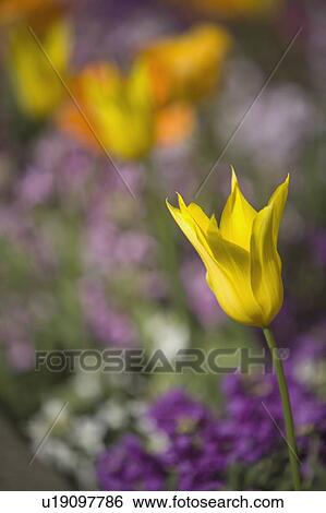 Yellow Tulip View Large Photo Image Stock Photograph - Yellow Tulip. Fotosearch