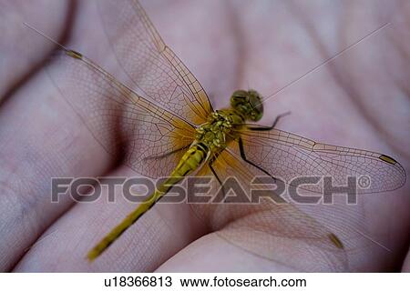 Stock Image - A yellow prairie dragonfly in the palm of a hand. Fotosearch