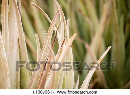 Aloe vera plant View Large Photo Image Stock Photo - Aloe vera plant. Fotosearch