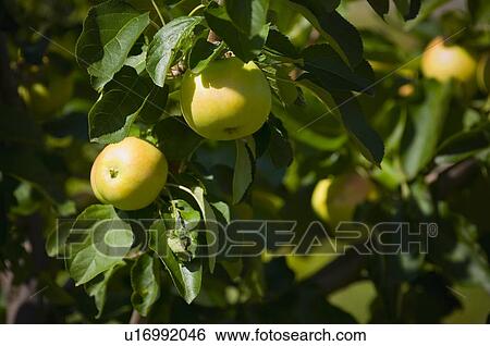 Stock Photograph - Apple tree. Fotosearch