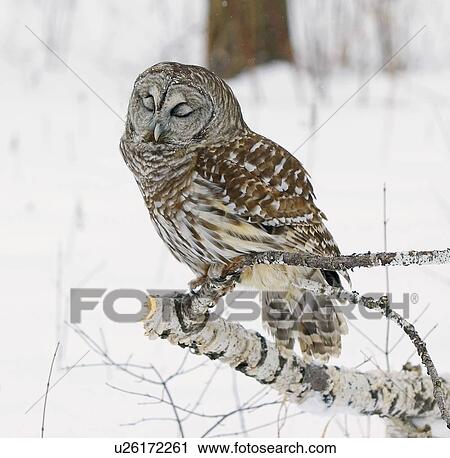 Barred Owl View Large Photo Image Stock Image - Barred Owl. Fotosearch
