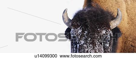 Bison in winter View Large Photo Image Stock Image - Bison in winter. Fotosearch