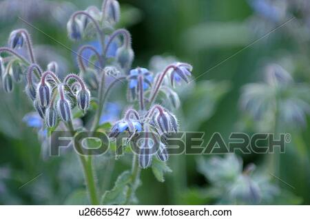 Stock Photo - Blue flowers. Fotosearch