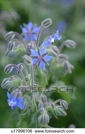 Stock Photograph - Blue flowers. Fotosearch
