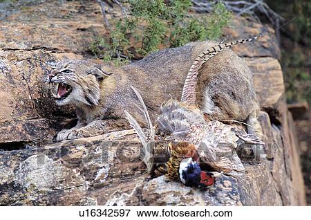 Stock Photo - Bobcat with prey. Fotosearch