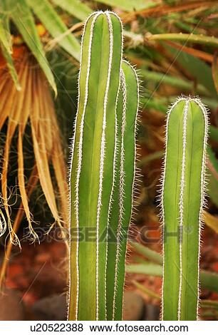 Cacti View Large Photo Image Stock Photo - Cacti. Fotosearch