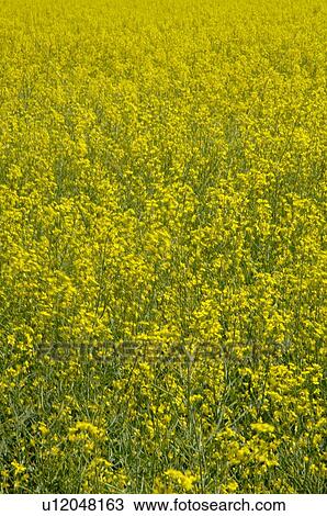 Canola field View Large Photo Image Stock Image - Canola field. Fotosearch