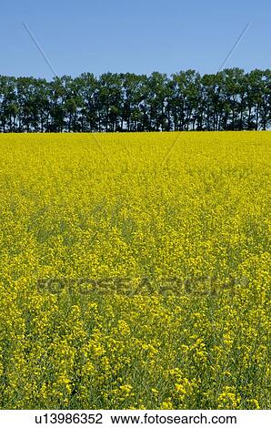 Canola field View Large Photo Image Stock Image - Canola field. Fotosearch
