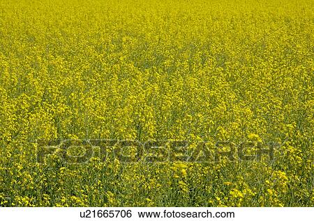 Stock Photograph - Canola field. Fotosearch