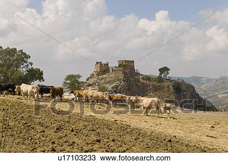 Castle and cattle in Spain View Large Photo Image Stock Image - Castle and cattle in Spain. Fotosearch