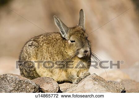 Chinchilla on rock View Large Photo Image Stock Image - Chinchilla on rock. Fotosearch