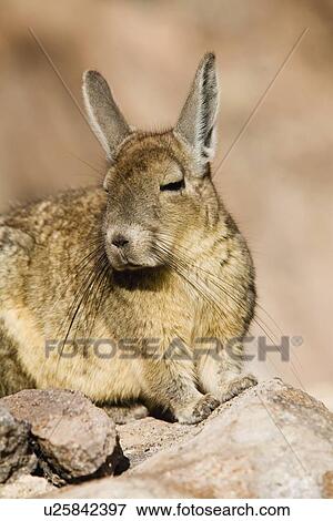 Chinchilla on rock View Large Photo Image Stock Photo - Chinchilla on rock. Fotosearch