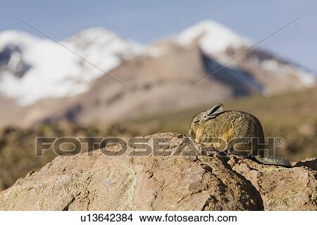Chinchilla on rocks View Large Photo Image Picture - Chinchilla on rocks. Fotosearch