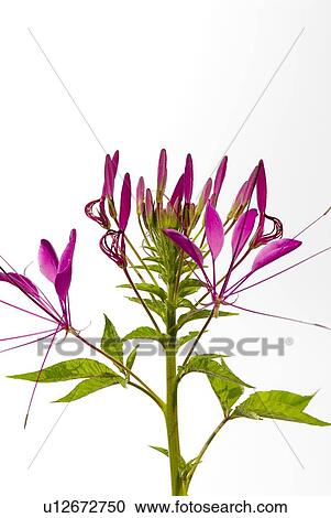 Stock Image - Cleome flower. Fotosearch