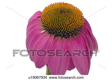 Coneflower View Large Photo Image Picture - Coneflower. Fotosearch
