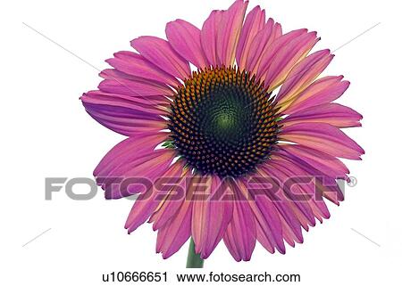 Stock Image - Coneflower. Fotosearch