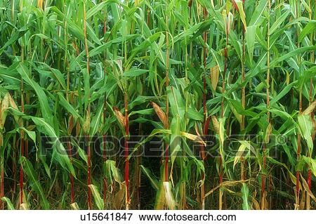 Stock Photo - Cornfield. Fotosearch