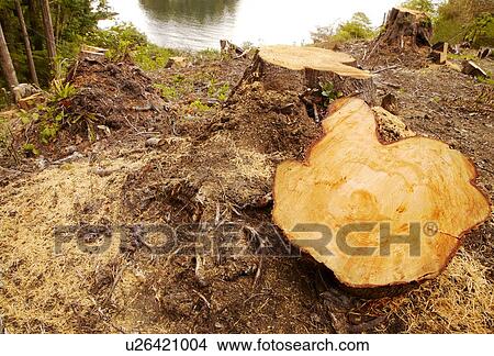 Cut tree View Large Photo Image Picture - Cut tree. Fotosearch