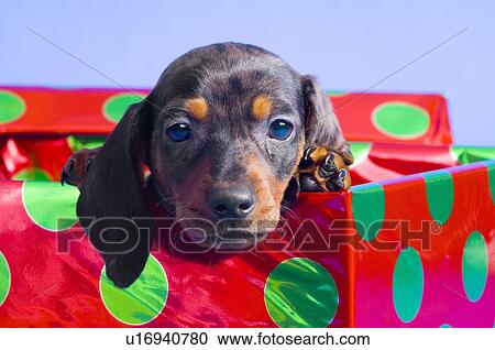 puppy in gift box