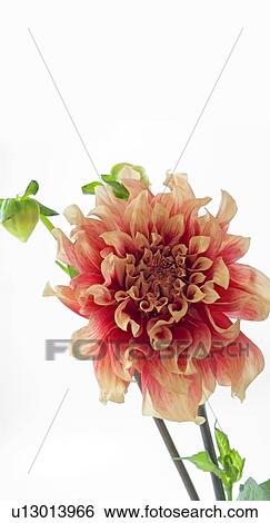 Dahlia flower View Large Photo Image Stock Photograph - Dahlia flower. Fotosearch