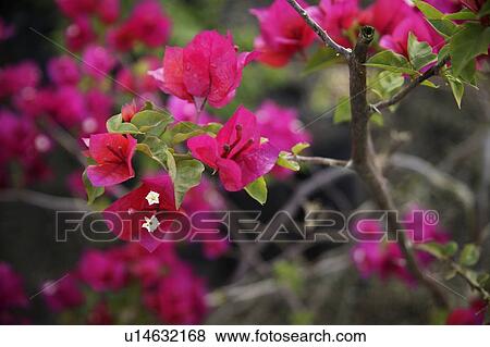 Delicate pink flowers View Large Photo Image Stock Photo - Delicate pink flowers. Fotosearch