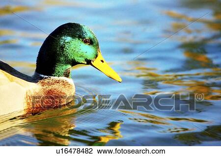 Duck in the water View Large Photo Image Stock Image - Duck in the water. Fotosearch