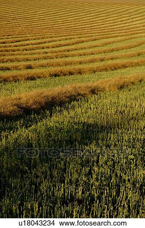 Picture - Field of swathes. Fotosearch