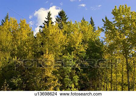 Forest area in fall View Large Photo Image Picture - Forest area in fall. Fotosearch