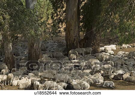 Goats resting under Eucalyptus trees View Large Photo Image Picture - Goats resting under Eucalyptus trees. Fotosearch