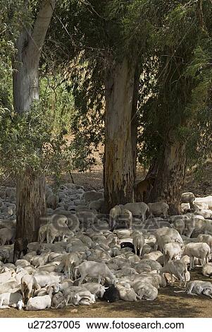 Stock Photography - Goats resting under Eucalyptus trees. Fotosearch