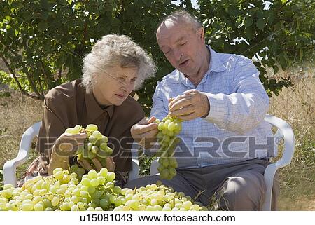 Grape orchardists in Spain View Large Photo Image Stock Image - Grape orchardists in Spain. Fotosearch