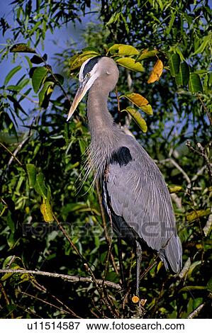 Great Blue Heron View Large Photo Image Stock Photo - Great Blue Heron. Fotosearch