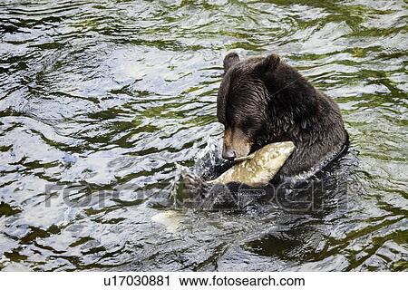 Grizzly bear fishing View Large Photo Image Stock Image - Grizzly bear fishing. Fotosearch