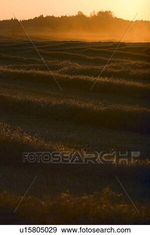 Stock Photo - Harvested field. Fotosearch