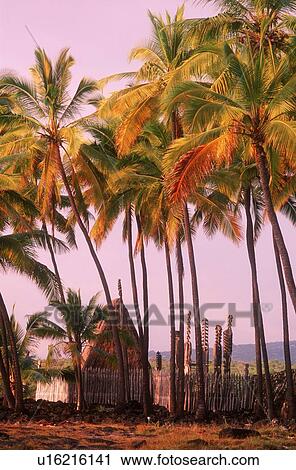 Stock Image - Hawaiian hut. Fotosearch