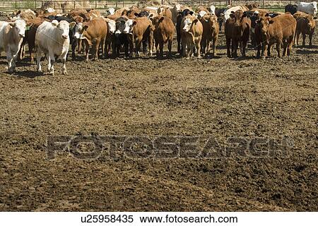 Herd of cattle View Large Photo Image Stock Photography - Herd of cattle. Fotosearch