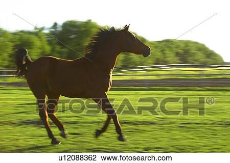 Stock Image - Horse galloping. Fotosearch