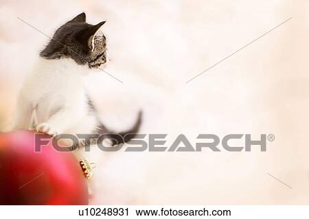 Kitten playing with ornament View Large Photo Image Stock Image - Kitten playing with ornament. Fotosearch
