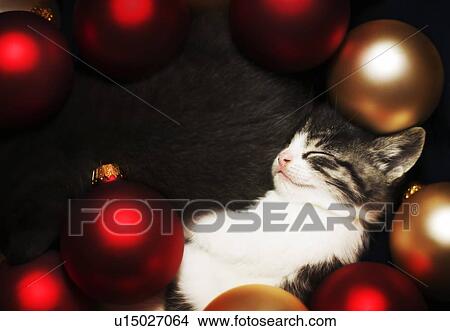 Kitten sleeping in decorations View Large Photo Image Picture - Kitten sleeping in decorations. Fotosearch