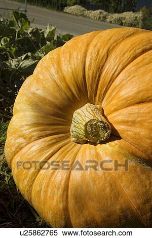 Stock Photography - Large pumpkin. Fotosearch