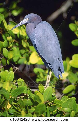 Stock Photograph - Little Blue Heron. Fotosearch