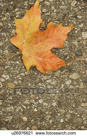 Stock Image - Maple leaf on ground. Fotosearch