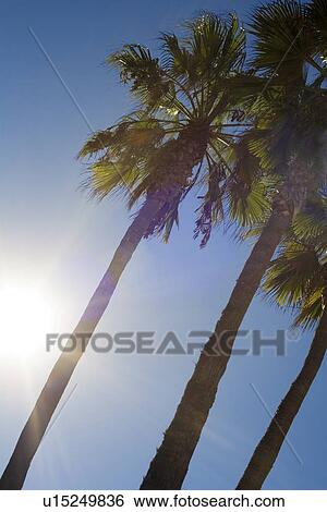 Stock Photograph - Palm trees in sunshine. Fotosearch