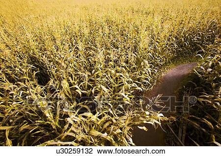 Pathway in a cornfield View Large Photo Image Stock Image - Pathway in a cornfield. Fotosearch